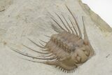 Spiny Trilobite (Kettneraspis) Fossil - Oklahoma #216688-7